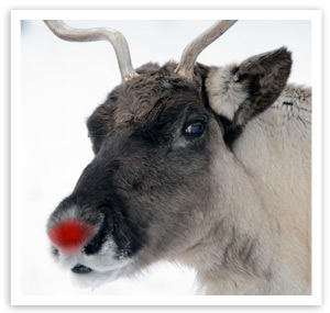 Rudolph - THE Red Nosed Reindeer